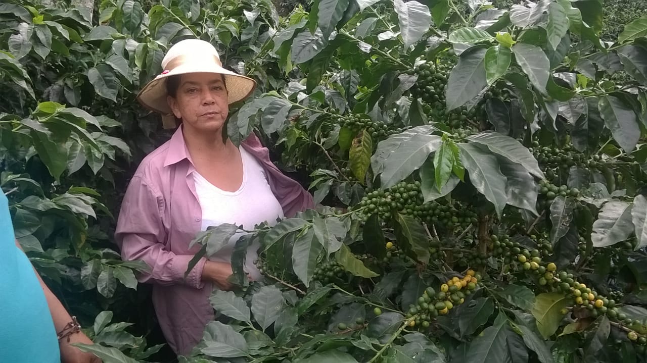 testimonio fertilizacion con cafeoccidente