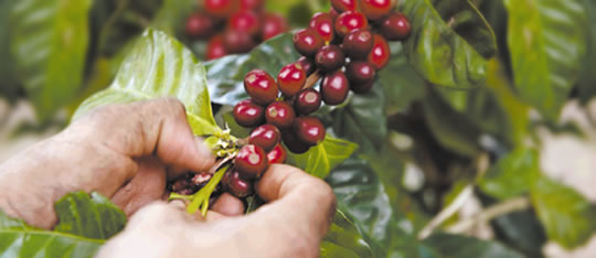 Comercialización y Acopio de Cafés Especiales