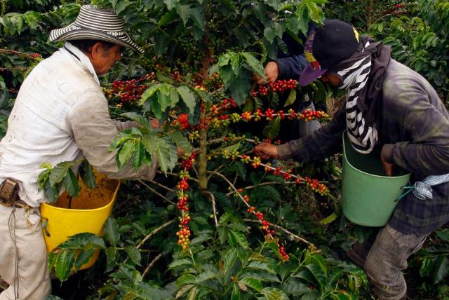 Cafeteros, contra las cuerdas por deuda para sembrar la cosecha