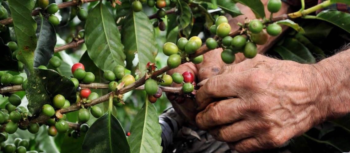 NIVELES PROMEDIO DE ROYA Y BROCA SE MANTIENEN BAJOS EN EL PAÍS